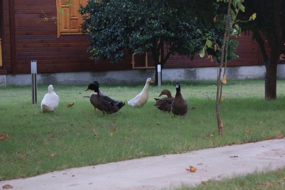 Maji Village Çıralı Esterno foto